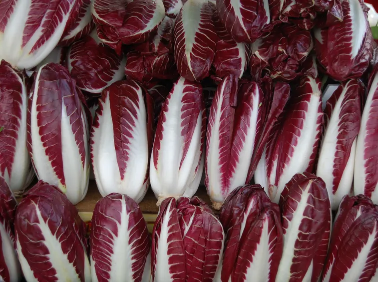 tipico radicchio di Treviso a Torino