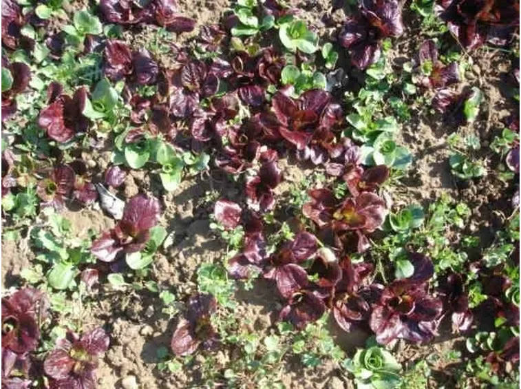 come avviene la coltivazione del radicchio