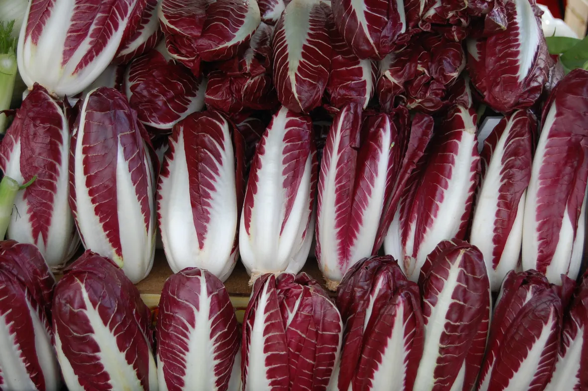 tipico radicchio di Treviso a Torino