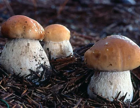 Esemplari di Boletus Edulis nel sottobosco