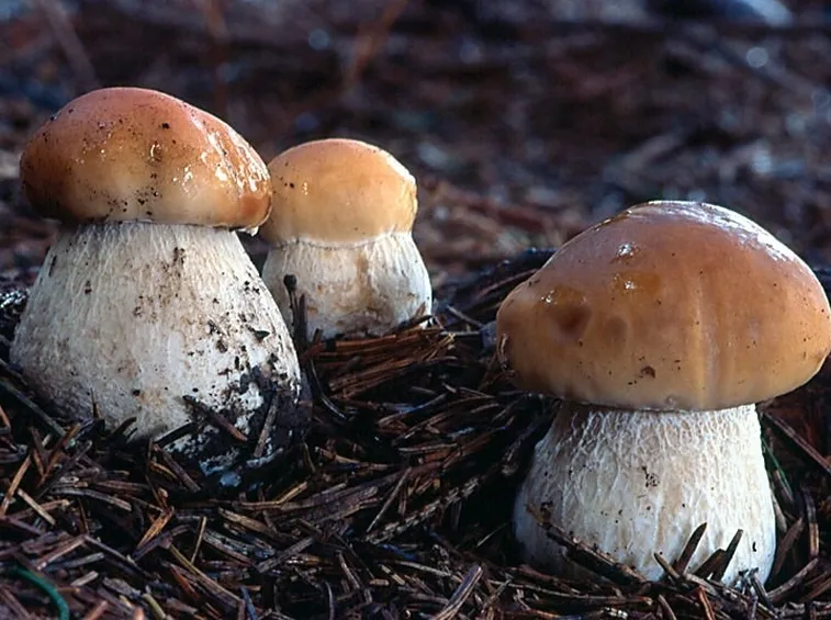 Esemplari di Boletus Edulis nel sottobosco