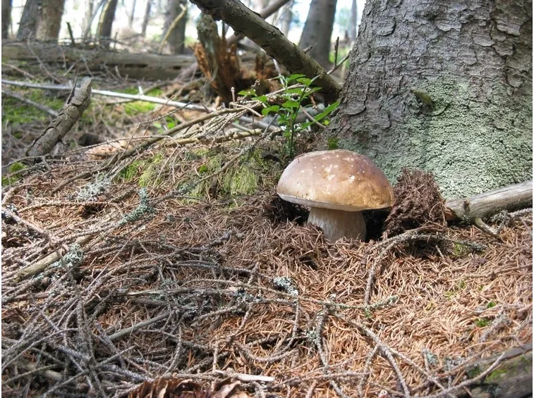 Il fungo porcino cresce in simbiosi con le radici dell'albero