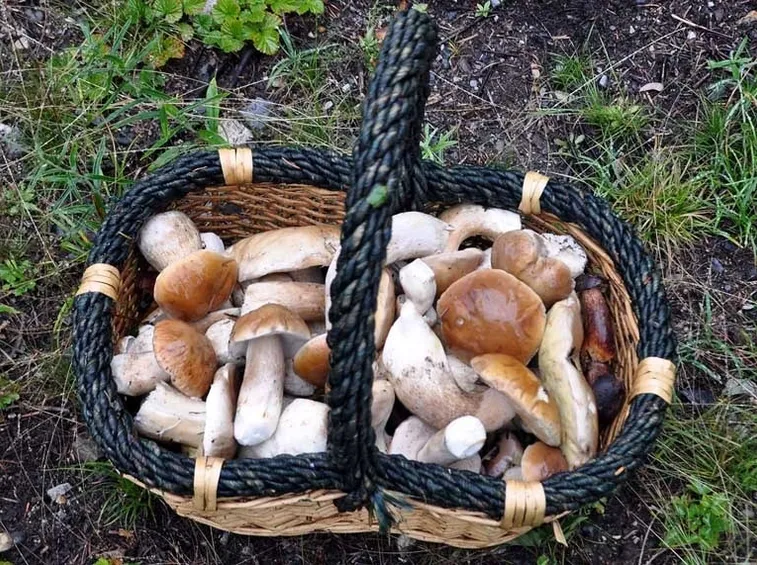 Un cestino pieno di funghi porcini: non sarà facile ottenerlo con la coltivazione casalinga!