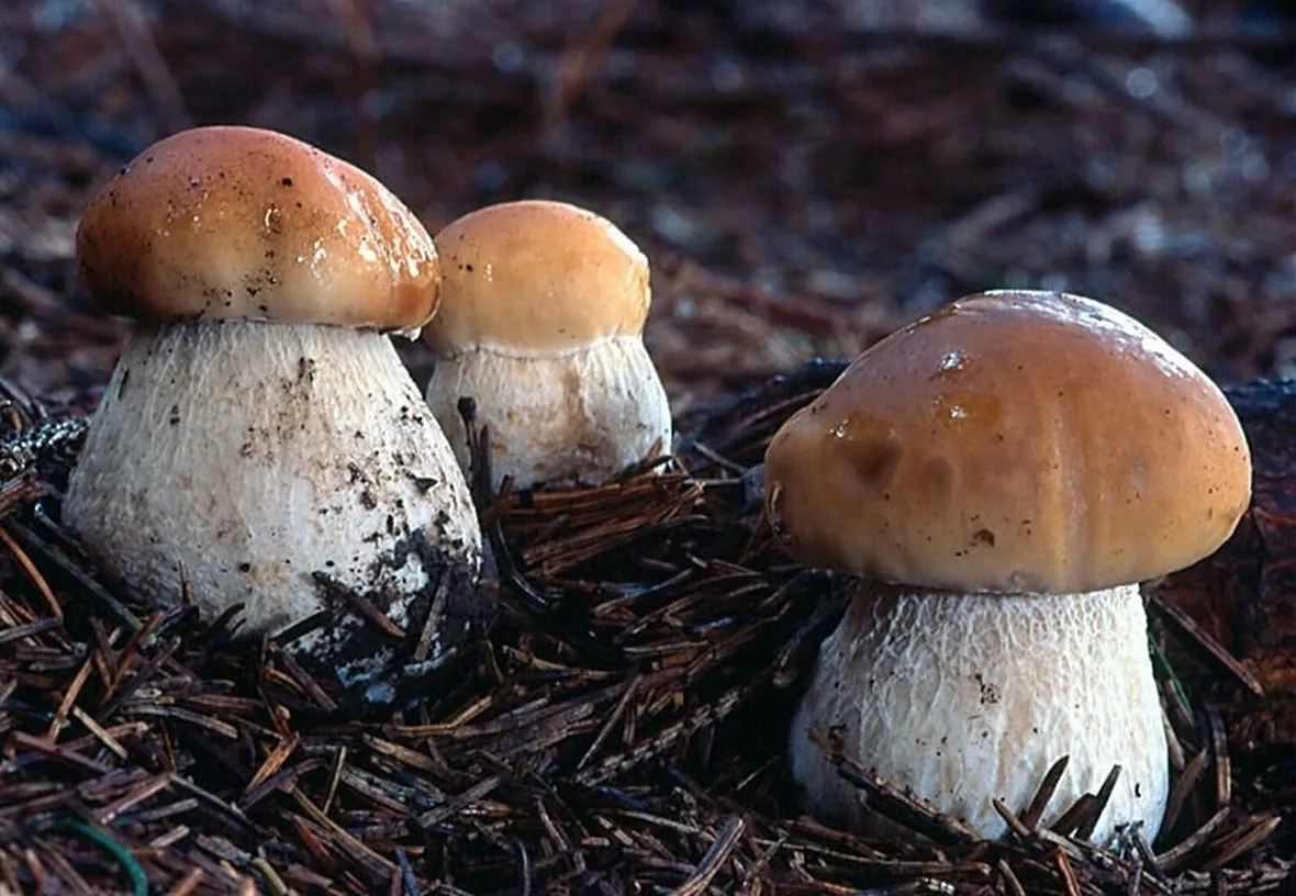 Esemplari di Boletus Edulis nel sottobosco