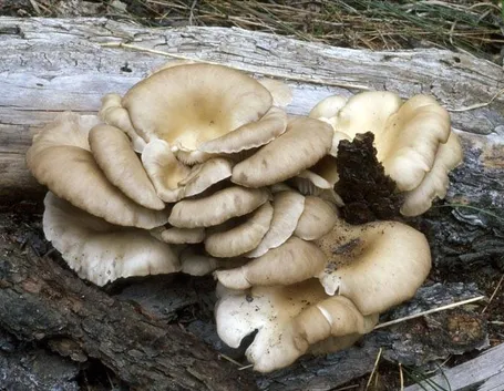 Funghi selvatici di tipo pleurotus