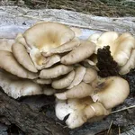 Funghi selvatici di tipo pleurotus