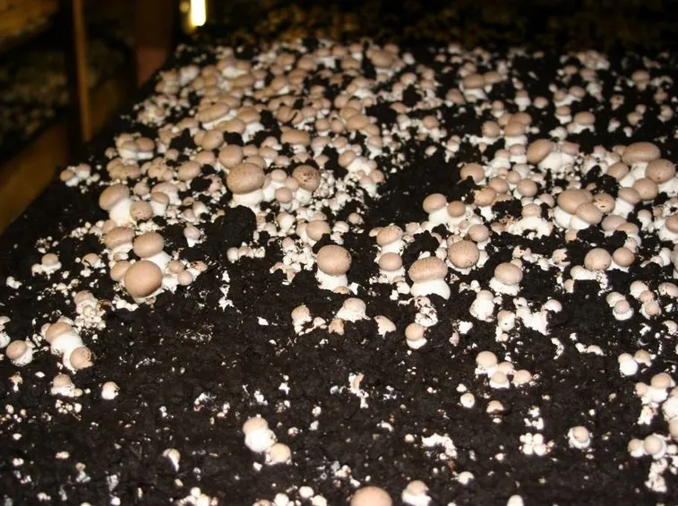 Terriccio per la coltivazione dei funghi
