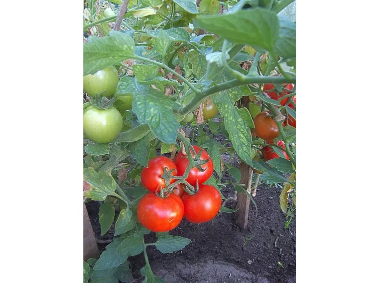 Pomodoro coltivato nell'orto