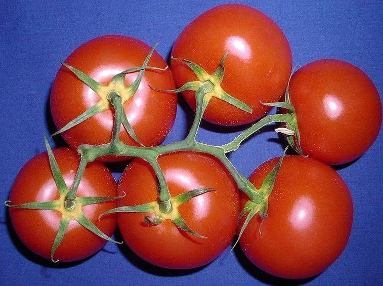 Alcune varietà di pomodoro