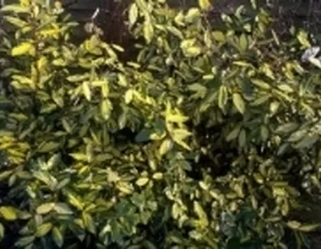 eleagnus
