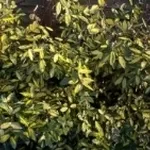 eleagnus