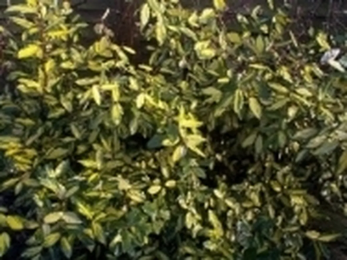 eleagnus