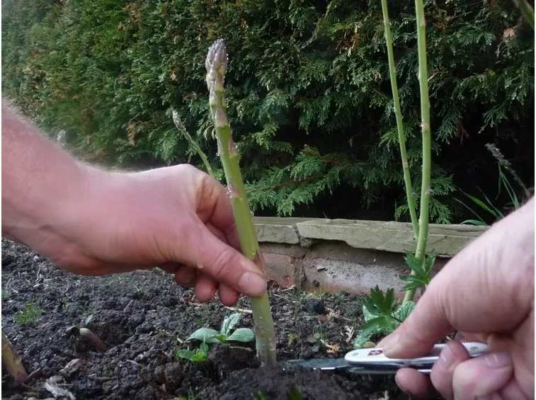 Raccolta asparagi