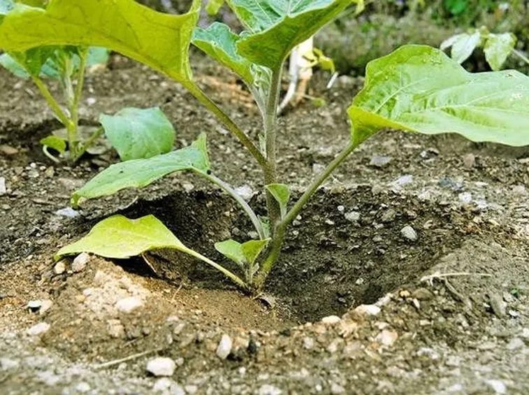 pianta di melanzane
