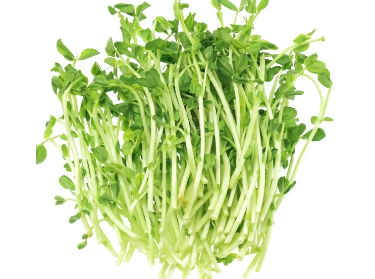 germogli 
