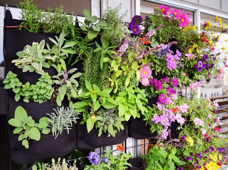 Piante aromatiche fiori verticale