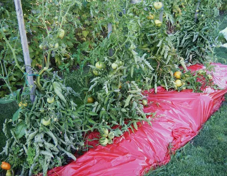 Pacciamatura pomodori telo plastica
