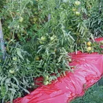 Pacciamatura pomodori telo plastica