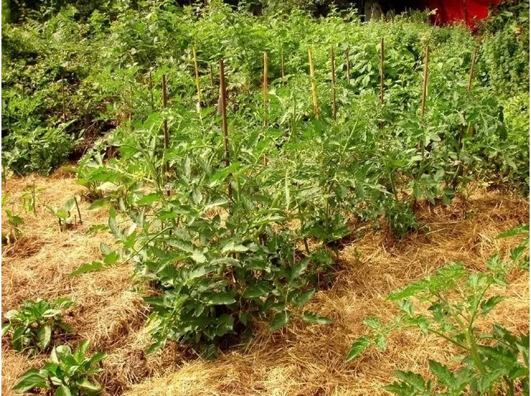 Pacciamatura pomodoro paglia