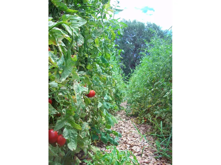 Pacciamatura piante pomodori foglie