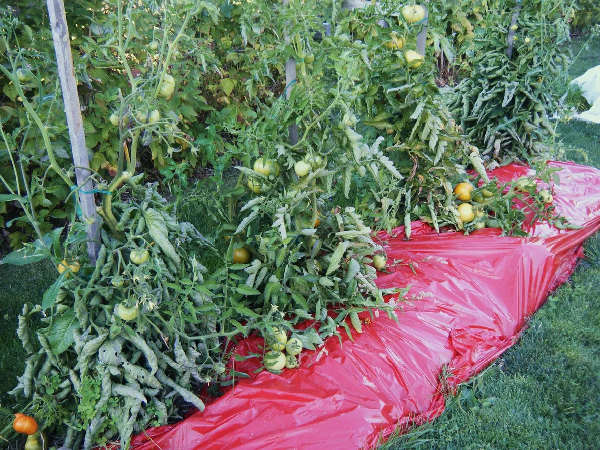 Pacciamatura pomodori telo plastica