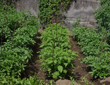 Le piante di peperoncino richiedono un'esposizione in pieno sole
