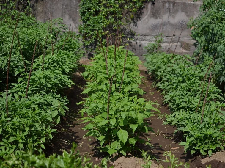 Le piante di peperoncino richiedono un'esposizione in pieno sole