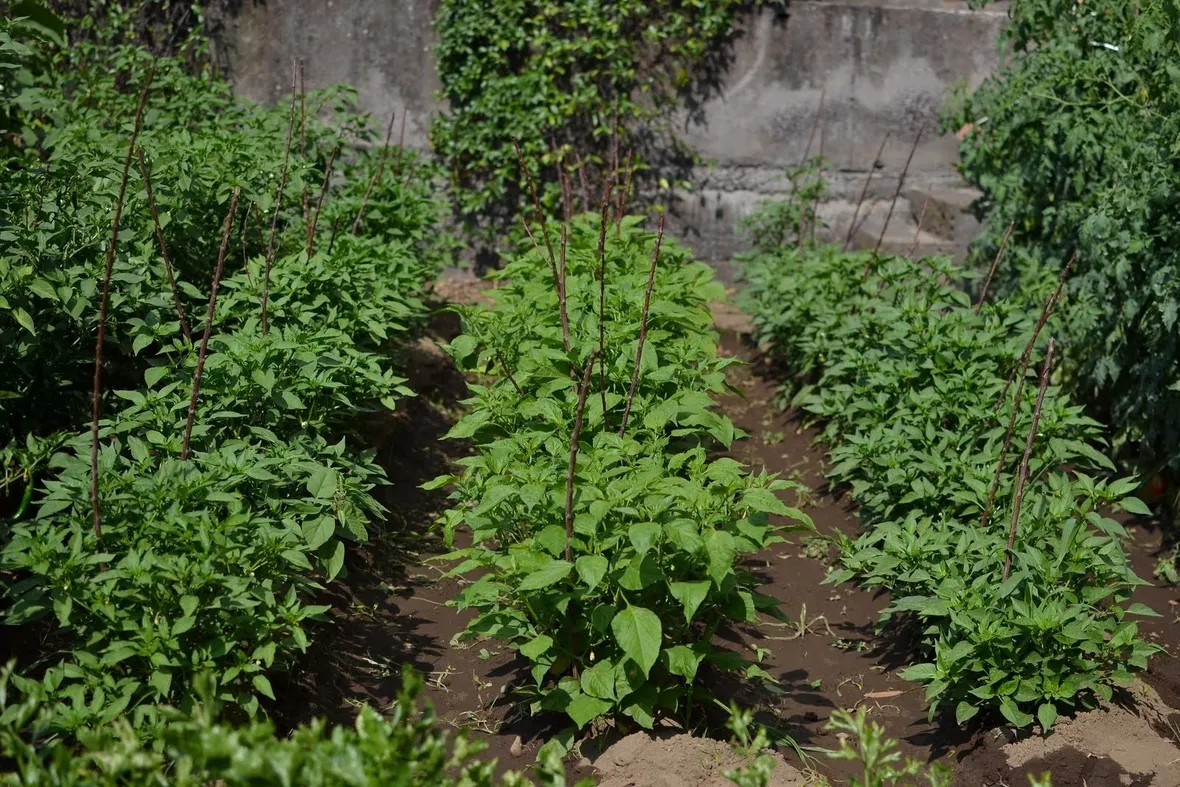 Le piante di peperoncino richiedono un'esposizione in pieno sole