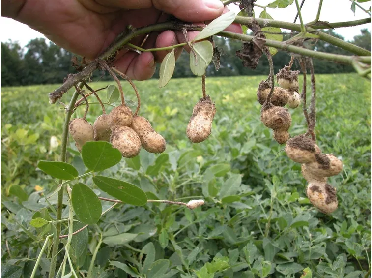 Cura della pianta di arachidi