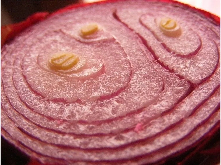 cipolla
