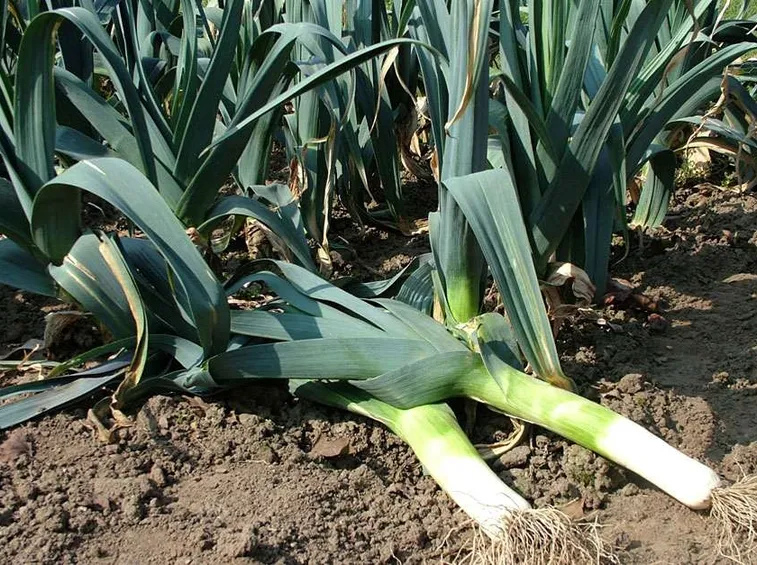 Campo porri