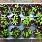 Piantine pomodori