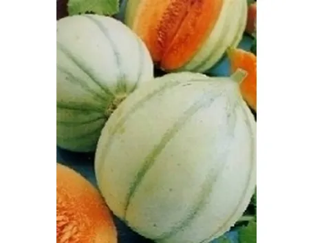melone
