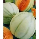 melone