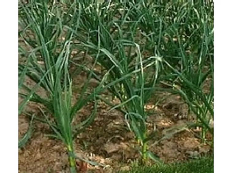 aglio piantagione