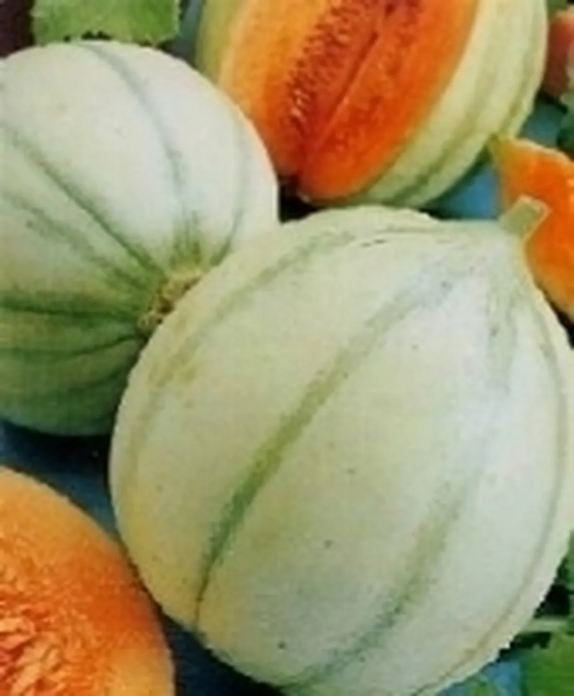 melone