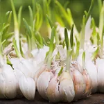 Spicchi aglio germogliati