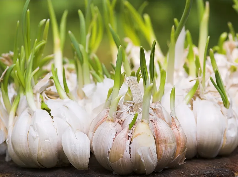 Spicchi aglio germogliati