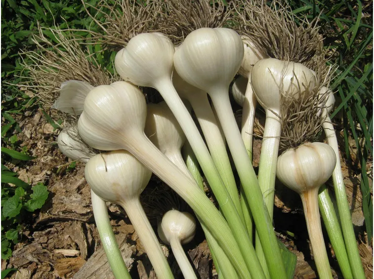 Aglio germogli
