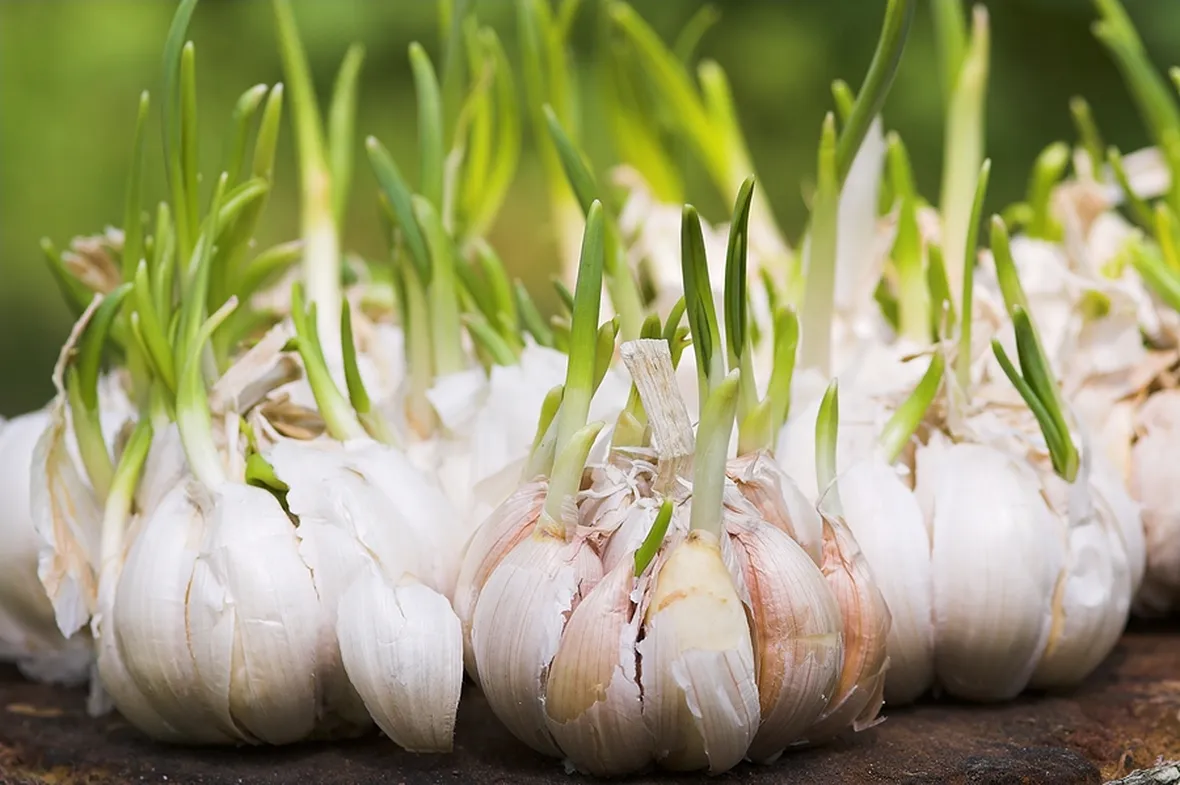 Spicchi aglio germogliati