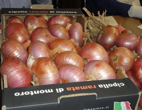 Semina cipolle