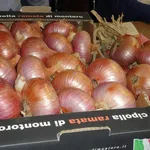 Semina cipolle