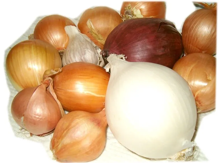 Malattie delle cipolle