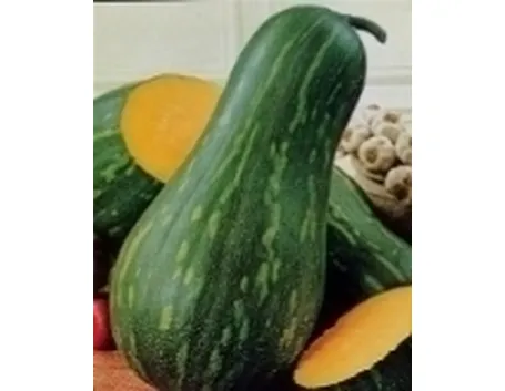 zucca lunga di napoli