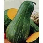 zucca lunga di napoli