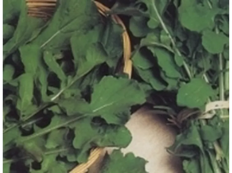 rucola