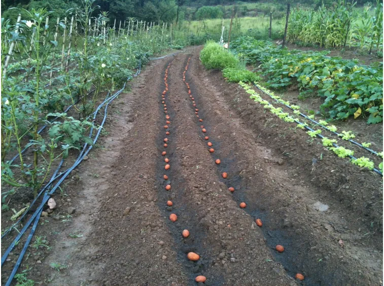 Semina patate