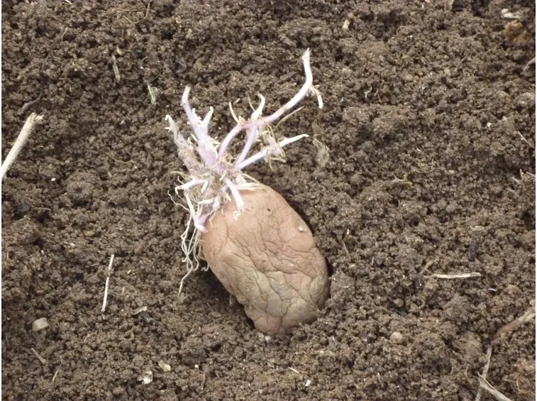 Patata germogli