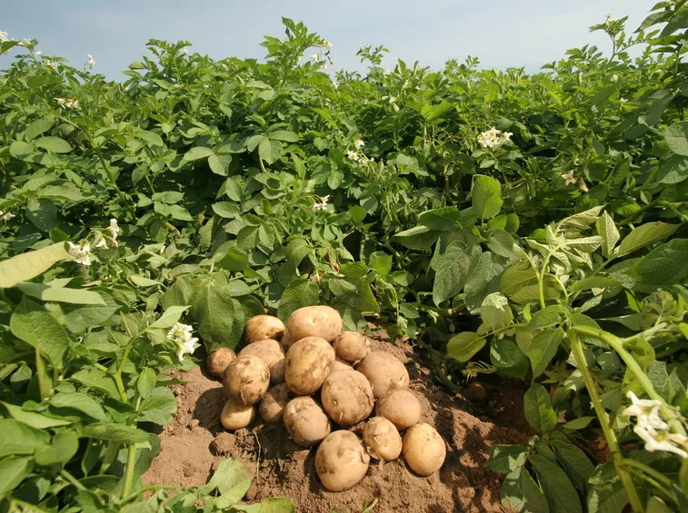 Patate raccolte