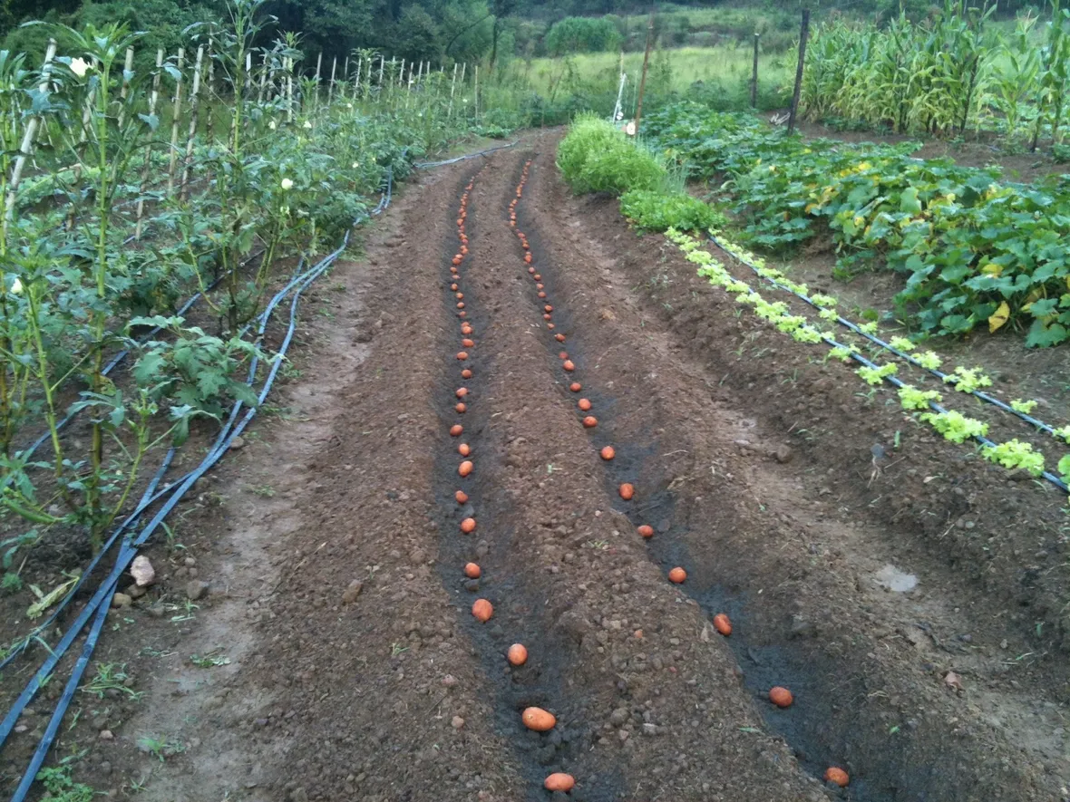 Semina patate